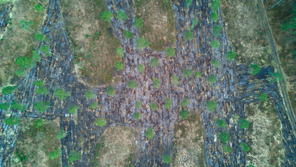 Aerial view above damaged nature at a deforestation area in Poland - drone top down shot.