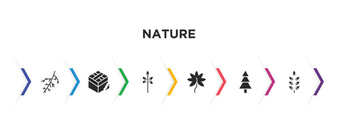 nature filled icons with infographic template. glyph icons such as larch leaf, damaged, sprig with five leaves, liquidambar leaf, spruce, american mountain ash vector.
