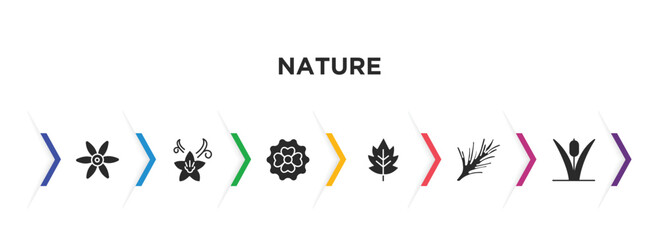 nature filled icons with infographic template. glyph icons such as sisyrinchium, vanilla, dianthus, hawthorn, rosemary, reed vector.