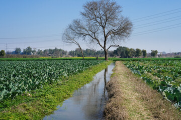 Fototapeta na wymiar Cauliflower fields separated by a water irrigation canal. Cabbage harvest 2023. An agricultural farming landscape. Natural background.