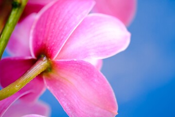 ピンク色シンピジューム