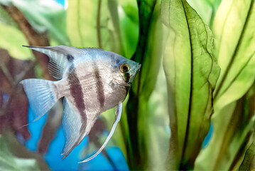 Image of decorative aquarium fish, angelfish.