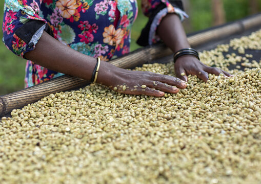 Ethiopian women drying coffee beans in a farm, Oromia, Shishinda, Ethiopia