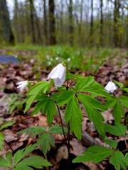 Anemone nemorosa flower blooming in early spring under the sunlight against the background of a young forest, Carpathian Transcarpathia Ukraine