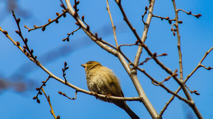 Birds of Kazakhstan in the City of Almaty