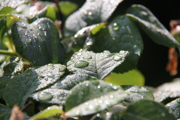 drops of water lie on the green leaf of a rose plant
