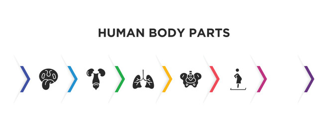 human body parts filled icons with infographic template. glyph icons such as tonsil, excretory system, human lungs, hip bone, eye with lashes, woman pregnant vector.
