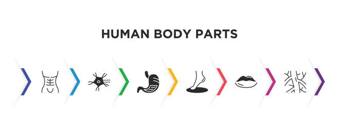 human body parts filled icons with infographic template. glyph icons such as human abdomen, neuron, stoh with liquids, foot side view, big lips, human artery vector.
