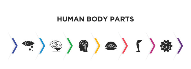 human body parts filled icons with infographic template. glyph icons such as sweat or tear drop, brain body organ, brain inside human head, mouth open, men leg, white blood cell vector.