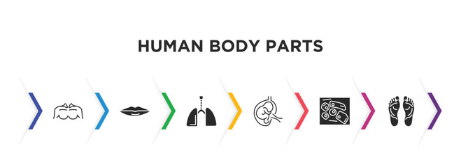 human body parts filled icons with infographic template. glyph icons such as men chest, thin lips, respiratory system, fetus in an uterus, skin cells, human footprints vector.