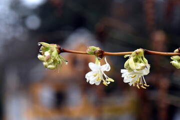 Erste Blüten einer Heckenkirsche