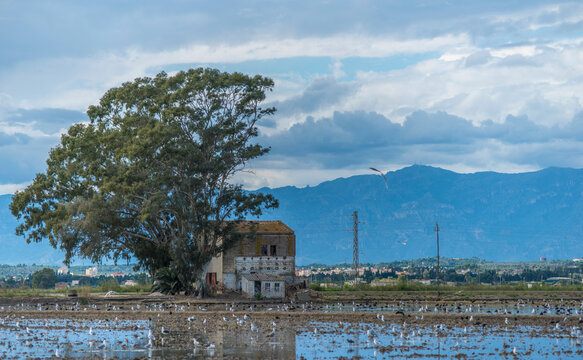Rizi&egrave;res du delta de &Egrave;bre &agrave; Deltebre, Catalogne