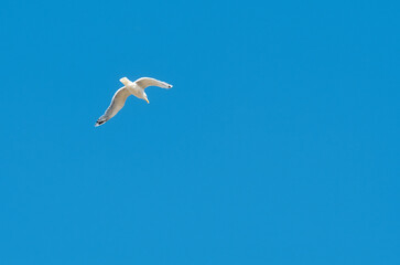 Close-up of a seagull in flight against a clean blue sky