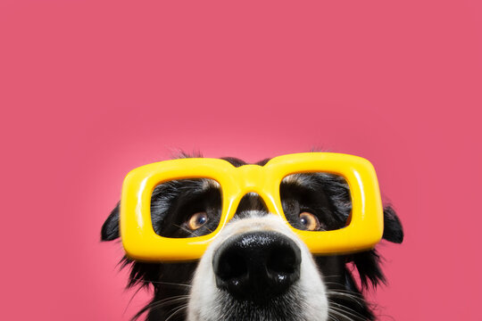 Funny portrait border collie dog wearing yellow glasses celebrating carnival or summer. Isolated on pink background