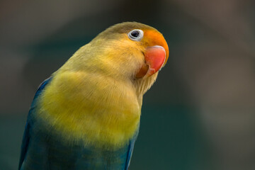 Naklejka na ściany i meble Fischer's lovebird (Agapornis fischeri) is a small parrot species of the genus Agapornis