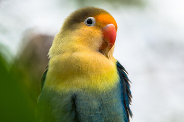 Fischer's lovebird (Agapornis fischeri) is a small parrot species of the genus Agapornis