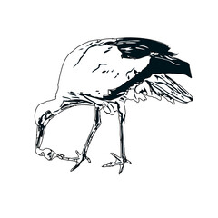 Black and white sketch of a stork with transparent background