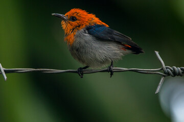The scarlet-headed flowerpecker (Dicaeum trochileum)