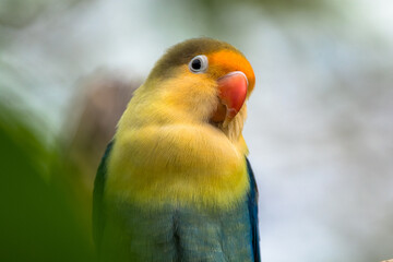 Fischer's lovebird (Agapornis fischeri) is a small parrot species of the genus Agapornis