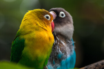 Fischer's lovebird (Agapornis fischeri) is a small parrot species of the genus Agapornis