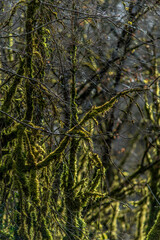 Fototapeta premium Buis moussus à Drom, Ain, France