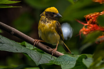 The streaked weaver (Ploceus manyar) is a species of weaver bird