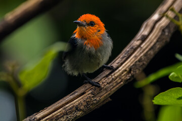 The scarlet-headed flowerpecker (Dicaeum trochileum)