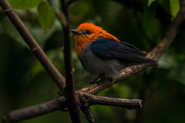 Obraz premium The scarlet-headed flowerpecker (Dicaeum trochileum)