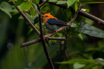 The scarlet-headed flowerpecker (Dicaeum trochileum)