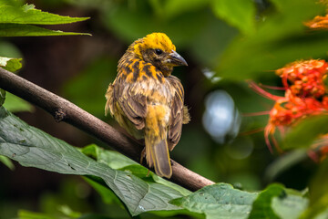 The streaked weaver (Ploceus manyar) is a species of weaver bird