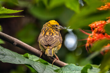 The streaked weaver (Ploceus manyar) is a species of weaver bird
