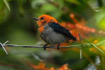 The scarlet-headed flowerpecker (Dicaeum trochileum)
