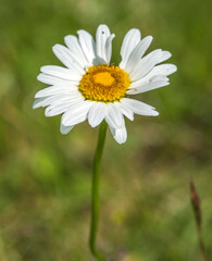 Pâquerette printanière à Échallon, Bugey, France