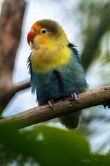 Fischer's lovebird (Agapornis fischeri) is a small parrot species of the genus Agapornis