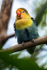 Fototapeta premium Fischer's lovebird (Agapornis fischeri) is a small parrot species of the genus Agapornis