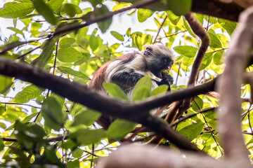 Colobus monkey sitting on a tree branch and eating fruit in Jozani forest, Zanzibar