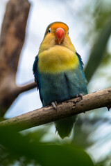 Fischer's lovebird (Agapornis fischeri) is a small parrot species of the genus Agapornis