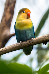 Fischer's lovebird (Agapornis fischeri) is a small parrot species of the genus Agapornis
