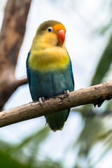 Obraz na płótnie Canvas Fischer's lovebird (Agapornis fischeri) is a small parrot species of the genus Agapornis