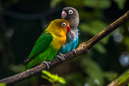 Fischer's lovebird (Agapornis fischeri) is a small parrot species of the genus Agapornis