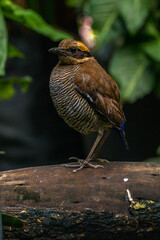 The Javan banded pitta (Hydrornis guajanus) is a species of bird in the family Pittidae