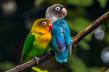 Fischer's lovebird (Agapornis fischeri) is a small parrot species of the genus Agapornis