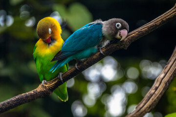 Fischer's lovebird (Agapornis fischeri) is a small parrot species of the genus Agapornis
