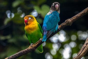 Fischer's lovebird (Agapornis fischeri) is a small parrot species of the genus Agapornis