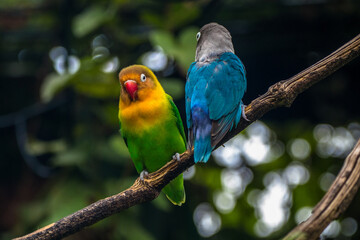 Fischer's lovebird (Agapornis fischeri) is a small parrot species of the genus Agapornis