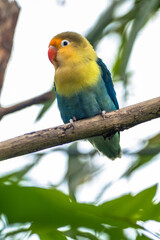 Fischer's lovebird (Agapornis fischeri) is a small parrot species of the genus Agapornis