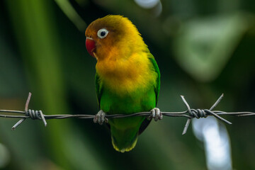 Fischer's lovebird (Agapornis fischeri) is a small parrot species of the genus Agapornis