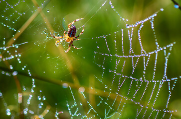 Large spider in the web