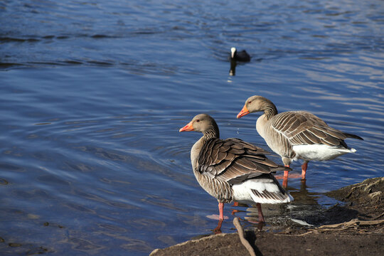 A wildild greylag goose couple is watching a lake 