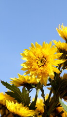 Bright yellow chrysanthemum flower against a blue sky on a sunny day